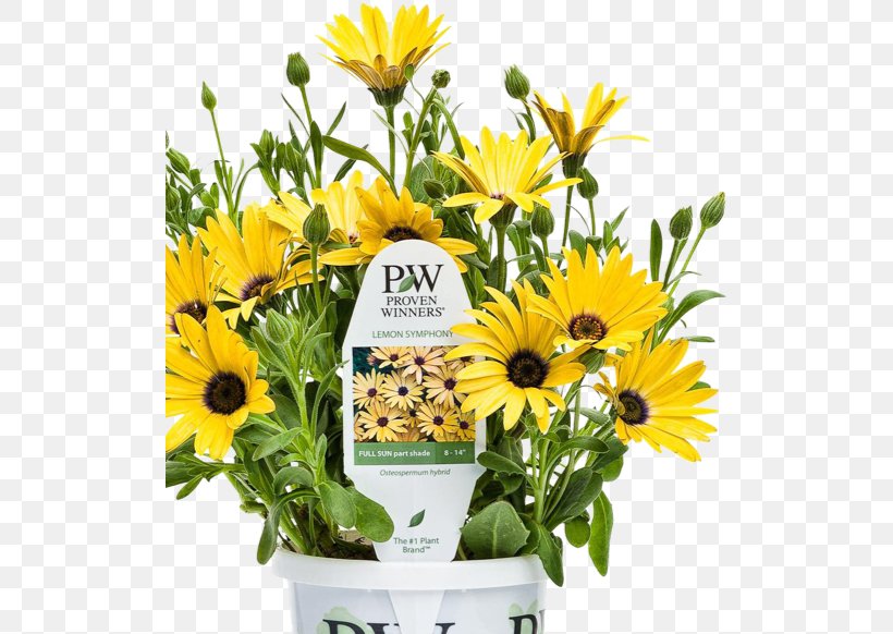 Common Sunflower Dog Cut Flowers Floral Design, PNG, 516x582px, Common Sunflower, Cut Flowers, Daisy Family, Dog, Floral Design Download Free