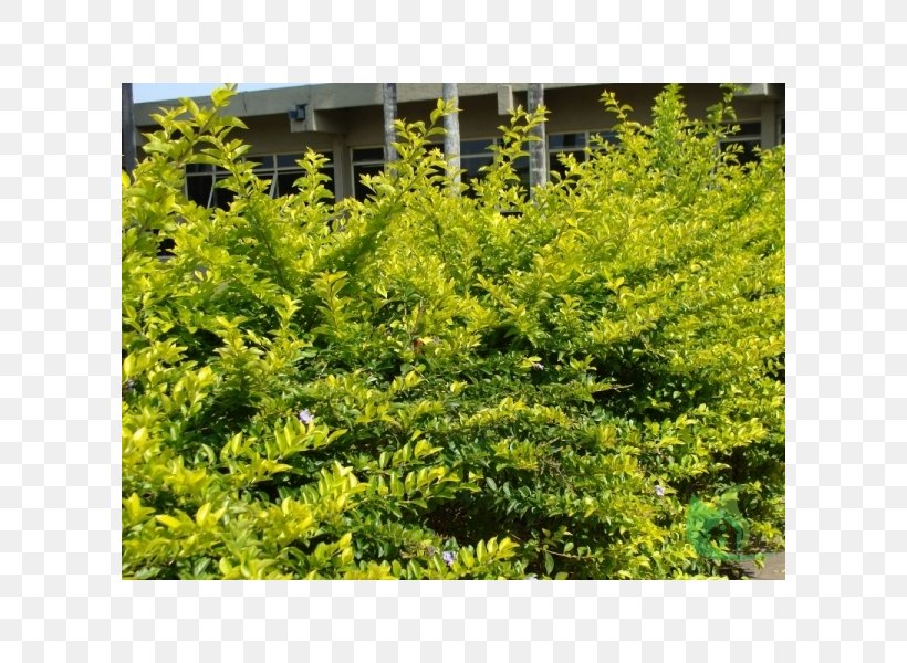 English Yew Mimosa Caesalpiniaefolia Hedge Fence Shrub, PNG, 600x600px, English Yew, Conifer, Cypress Family, Evergreen, Fence Download Free