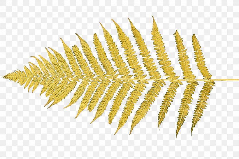 Fern, PNG, 1889x1260px, Yellow, Fern, Plant, Vascular Plant Download Free