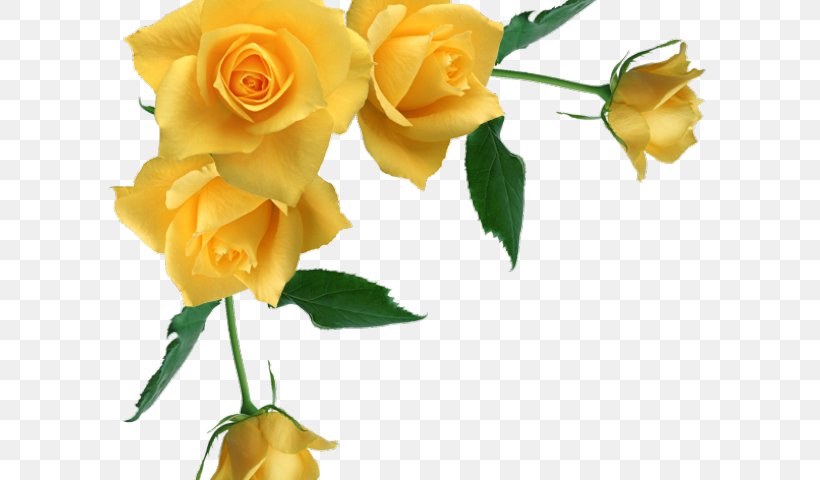 Garden Roses, PNG, 640x480px, Flower, Cut Flowers, Floribunda, Garden Roses, Petal Download Free