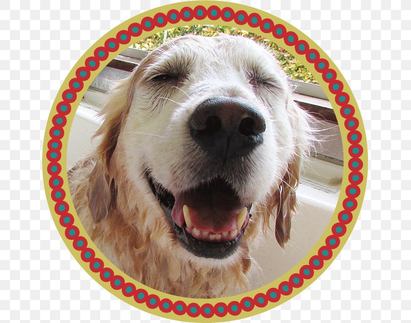 Golden Retriever Dog Breed トリミングスタジオ４-ＤＯＧＳ Spaniel Microbubbles, PNG, 651x646px, Golden Retriever, Carnivoran, Companion Dog, Dog, Dog Breed Download Free