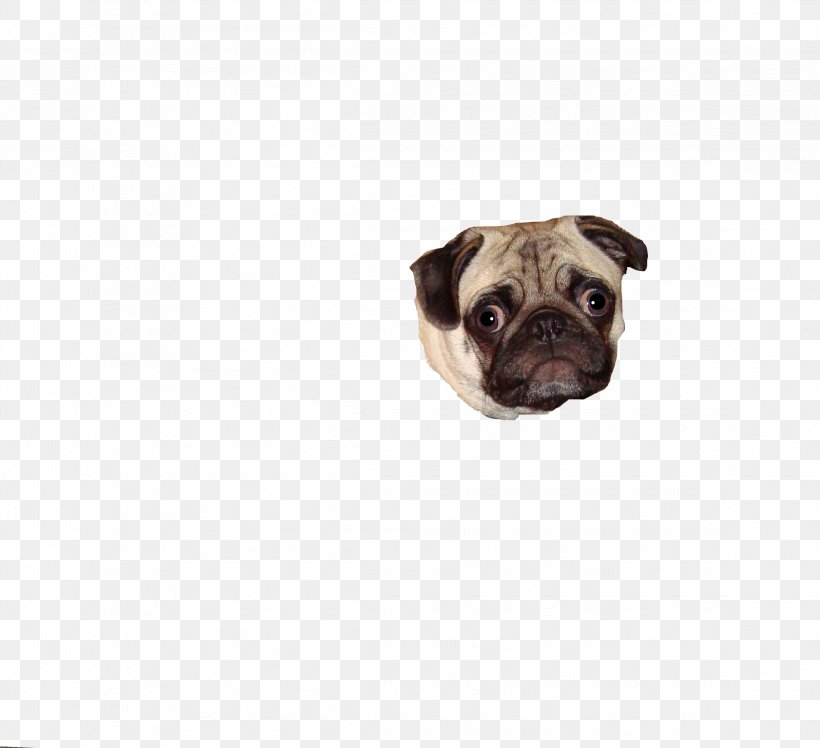 Pug Puppy Dog Breed Snout Canidae, PNG, 2292x2092px, Pug, Animal, Breed, Canidae, Carnivoran Download Free