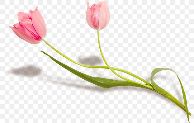 Flower Lady Tulip Petal Plant Stem, PNG, 800x519px, Flower, Bud, Flowering Plant, Gold, Lady Tulip Download Free