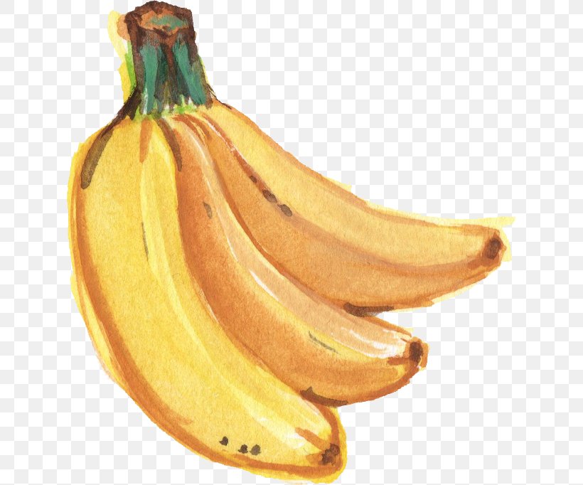 Saba Banana Watercolor Painting, PNG, 633x682px, Banana, Banana Family, Cooking Banana, Cooking Plantain, Digital Media Download Free