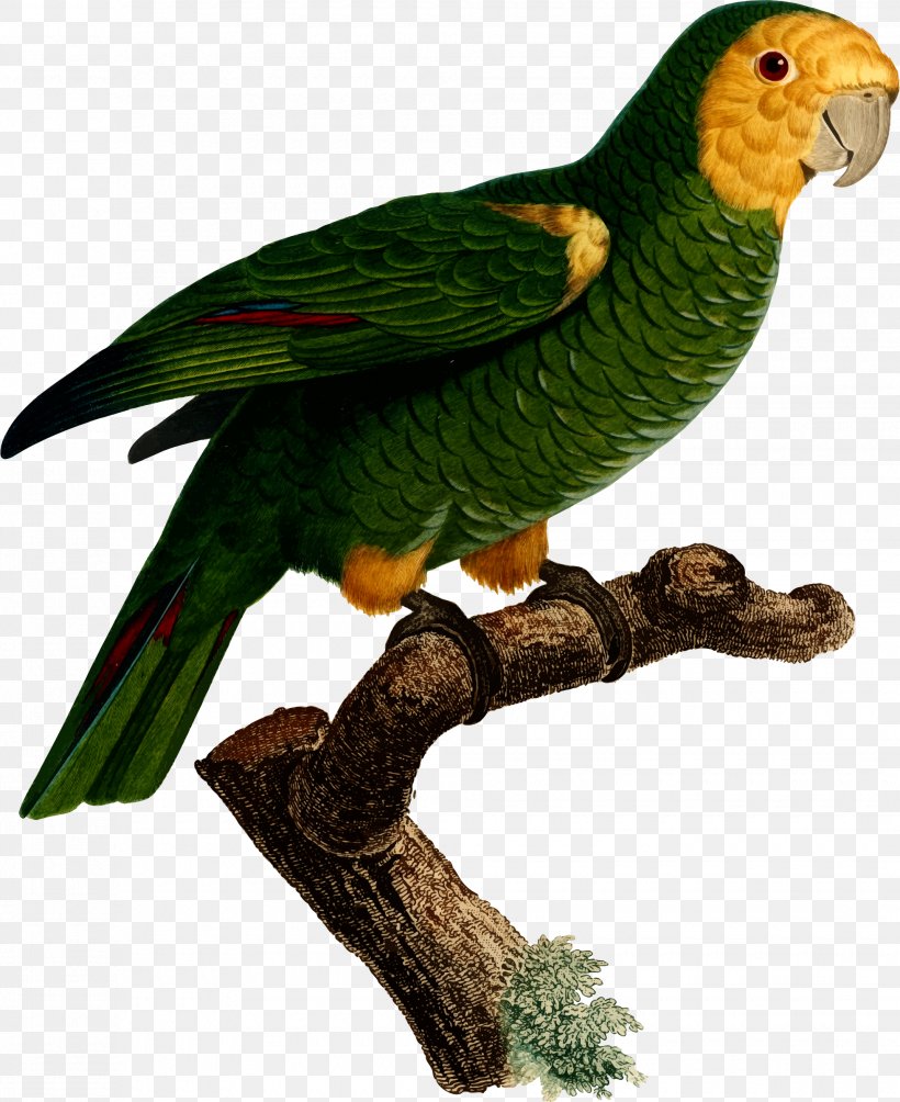 Superb Parrot Bird Macaw Parakeet, PNG, 1960x2400px, Parrot, Art, Beak, Bird, Common Pet Parakeet Download Free