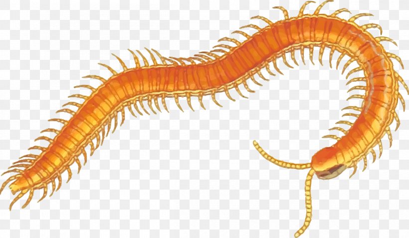 Centipedes Clip Art, PNG, 2400x1398px, Centipedes, Animation, Centipede, House Centipede, Invertebrate Download Free