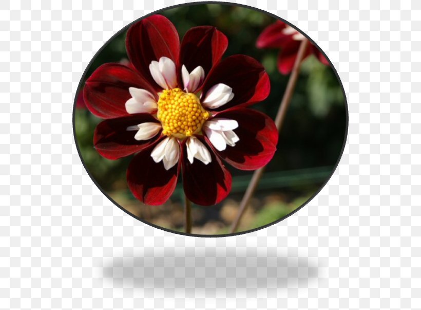 Dahlia, PNG, 542x603px, Dahlia, Daisy Family, Flora, Flower, Flowering Plant Download Free