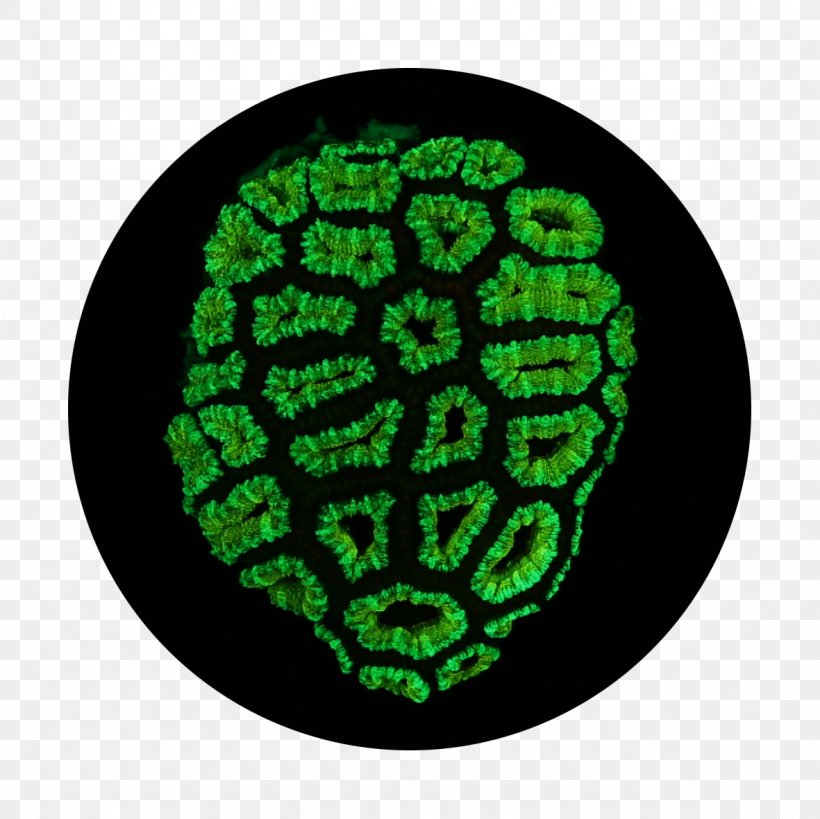Pattern Symbol Organism, PNG, 1181x1181px, Symbol, Green, Organism, Plant, Plate Download Free