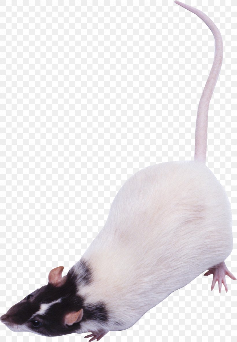 Rat Computer Mouse PhotoScape, PNG, 1387x1996px, Rat, Cat, Computer Mouse, Fauna, Ferret Download Free