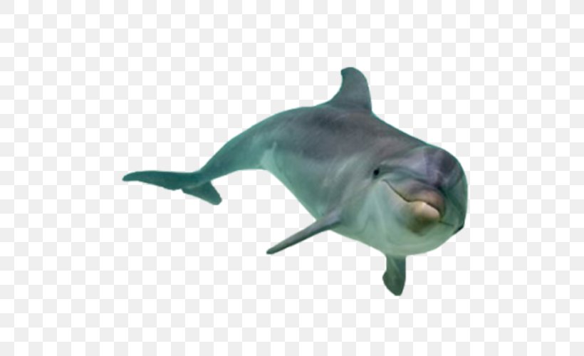 Stenella South Asian River Dolphin, PNG, 500x500px, 3d Computer Graphics, Stenella, Bottlenose Dolphin, Captivity, Cetacea Download Free