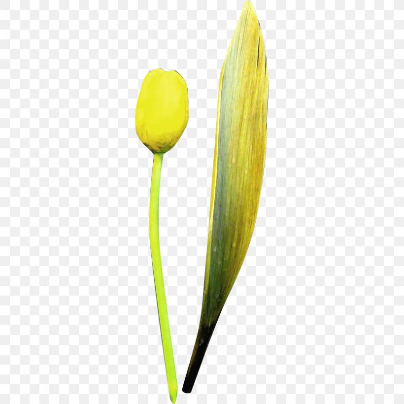 Tulip Petal Plant Stem, PNG, 831x831px, Tulip, Flower, Flowering Plant, Petal, Plant Download Free