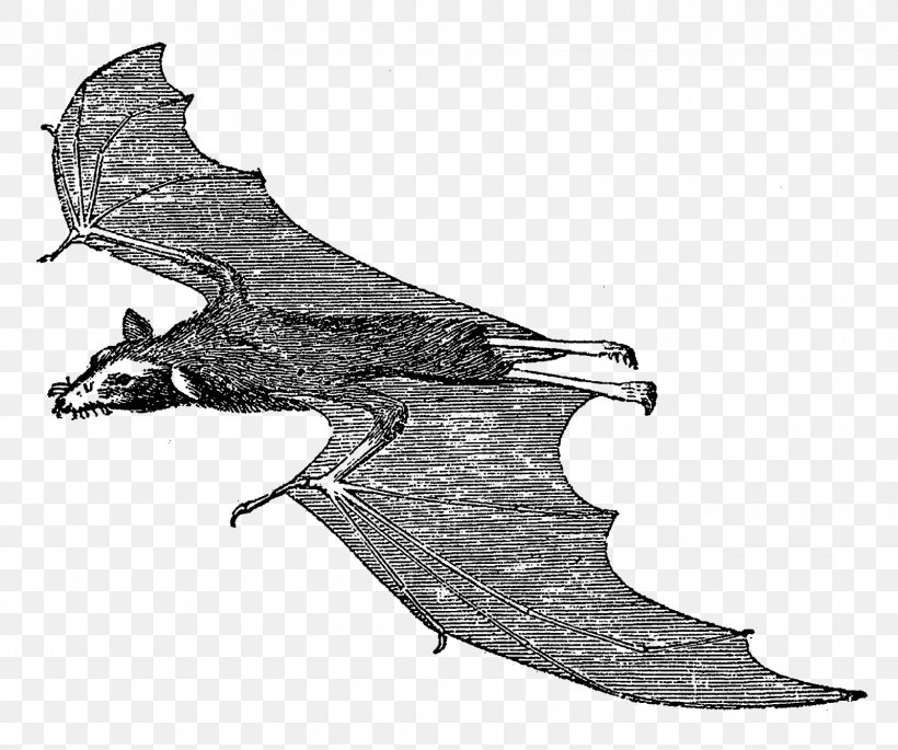 Vampire Bat Mammal Clip Art, PNG, 1600x1338px, Bat, Black And White, Cold Weapon, Craft, Drawing Download Free