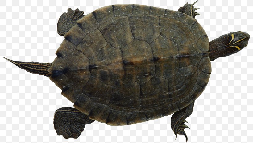 Common Snapping Turtle Sea Turtle Pet, PNG, 800x463px, Common Snapping Turtle, Animal, Box Turtle, Box Turtles, Chelydridae Download Free