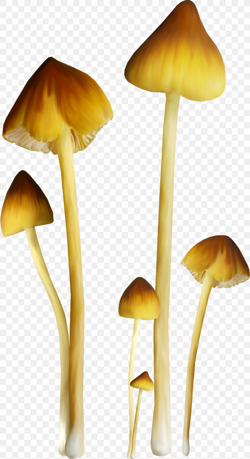 Fungus Mushroom Amanita Clip Art, PNG, 1228x2251px, Fungus, Amanita, Animation, Blog, Digital Image Download Free