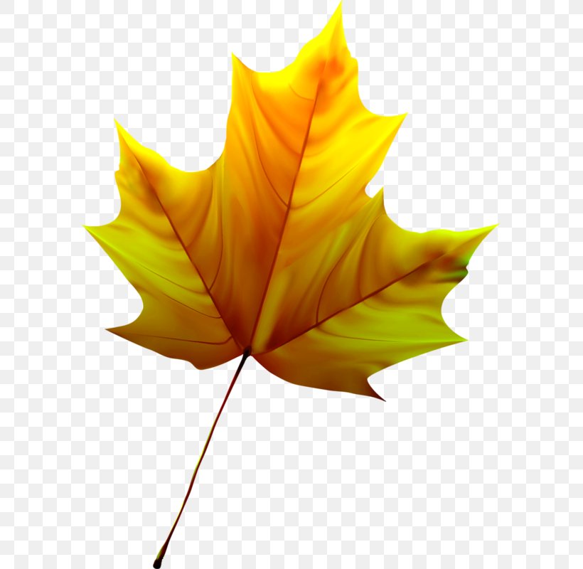 Paper Maple Leaf Tree, PNG, 589x800px, Paper, Communication, Leaf, Maple, Maple Leaf Download Free
