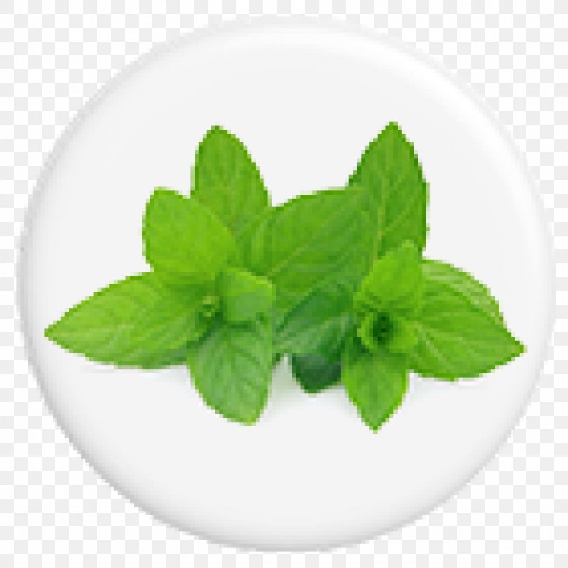 Peppermint Spearmint Essential Oil Herb Photography, PNG, 1024x1024px, Peppermint, Aromatherapy, Basil, Essential Oil, Fotosearch Download Free
