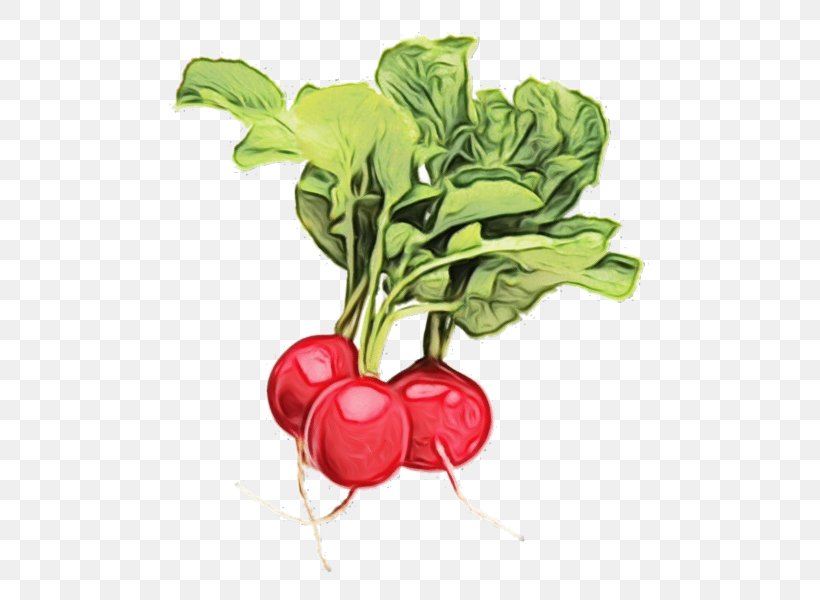 Radish Vegetable Beetroot Beet Food, PNG, 600x600px, Watercolor, Beet, Beetroot, Flower, Food Download Free