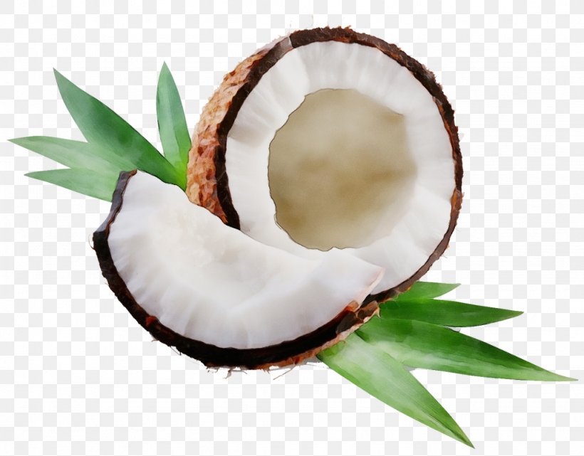 Tooth Cartoon, PNG, 1024x801px, Watercolor, Apagard, Coconut, Coconut Oil, Coconut Water Download Free