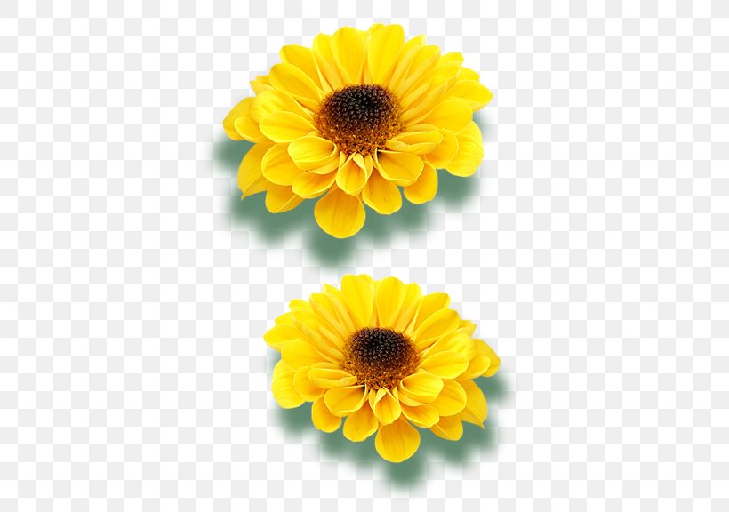 Transvaal Daisy Common Sunflower Raster Graphics, PNG, 576x576px, Transvaal Daisy, Calendula, Cartoon, Chrysanths, Common Sunflower Download Free