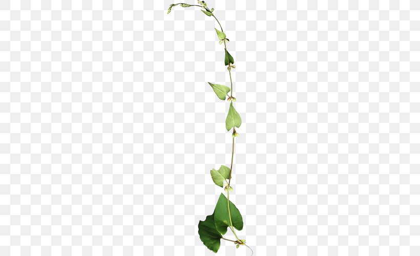 Vine Plant Stem Flower, PNG, 500x500px, Vine, Blog, Branch, Flora, Flower Download Free