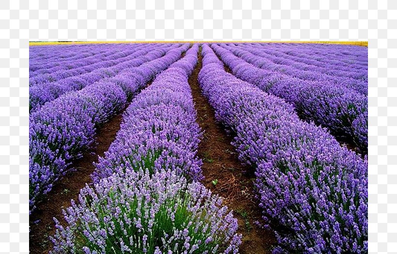 English Lavender Seed Flower Herb Plant, PNG, 700x524px, English Lavender, Annual Plant, Calendula Officinalis, Common Sage, Field Download Free