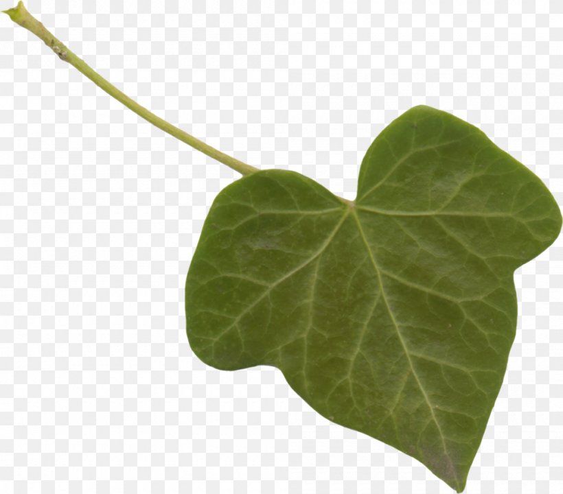 Leaf Clip Art Plant Stem Yandex.Fotki, PNG, 1000x879px, Leaf, Annual Plant, Anthurium, Arum Family, Fairy Tale Download Free