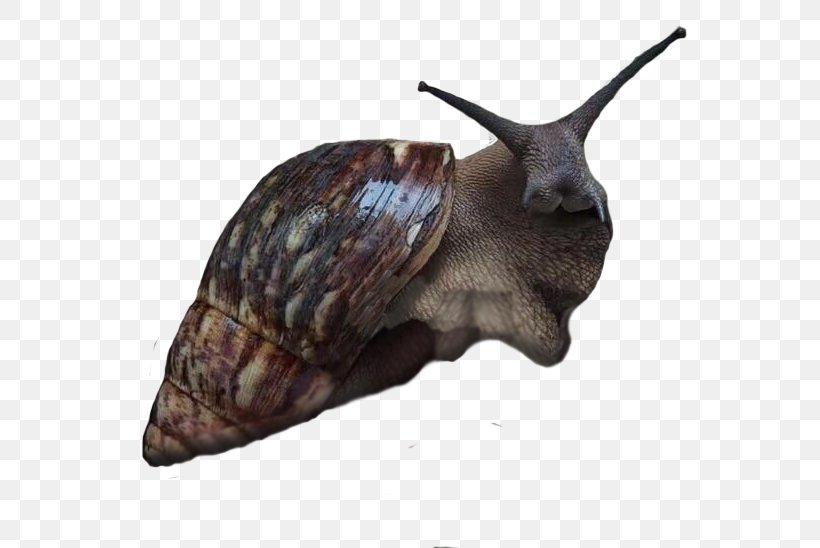 Escargot Giant African Snail Land Snail Achatina Achatina, PNG, 555x548px, Escargot, Achatina Achatina, Angiostrongylus Cantonensis, Animal, Gambian Pouched Rat Download Free