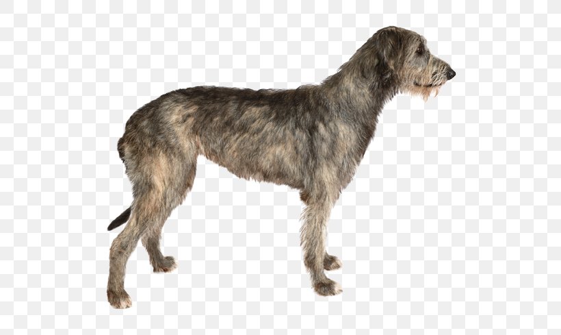 Irish Wolfhound Stock Photography Dog Breed Purebred Dog, PNG, 567x489px, Irish Wolfhound, American Staghound, Breed, Can Stock Photo, Carnivoran Download Free