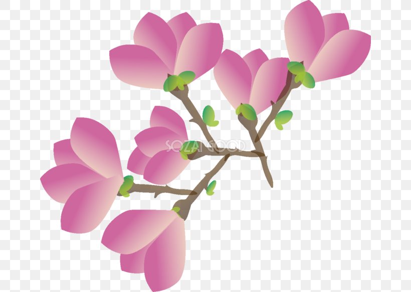 Magnolia Liliiflora Flower Illustration Yulan Magnolia, PNG, 660x584px, Magnolia, April, Blossom, Branch, Flower Download Free
