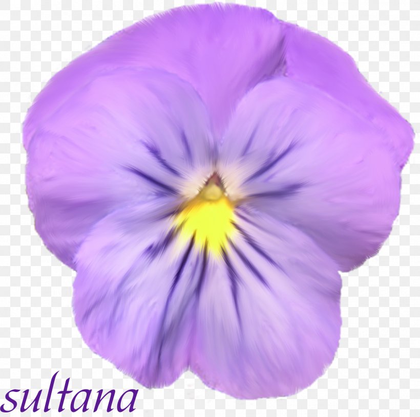 Pansy Violet Petal, PNG, 1557x1549px, Pansy, Flower, Flowering Plant, Petal, Plant Download Free