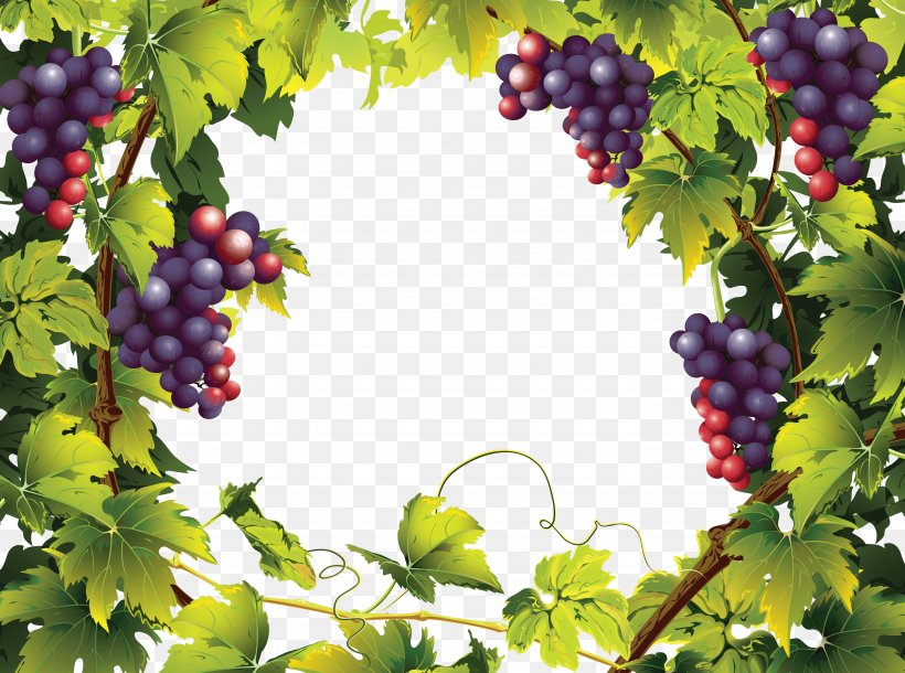 Common Grape Vine Landscaping With Fruit Landscape, PNG, 5785x4304px, Common Grape Vine, Bilberry, Flowering Plant, Food, Fruit Download Free
