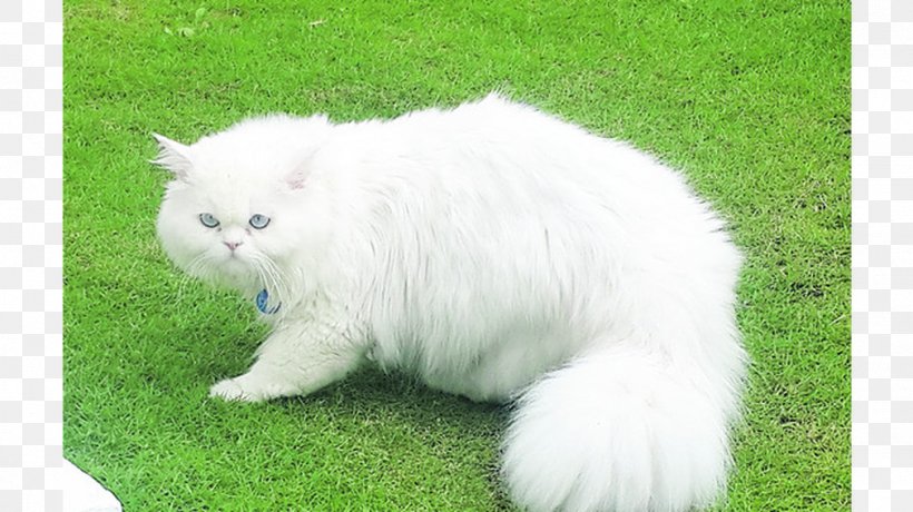 Persian Cat Asian Semi-longhair British Semi-longhair Kitten Domestic Long-haired Cat, PNG, 1011x568px, Persian Cat, Asian Semi Longhair, Asian Semilonghair, British People, British Semi Longhair Download Free