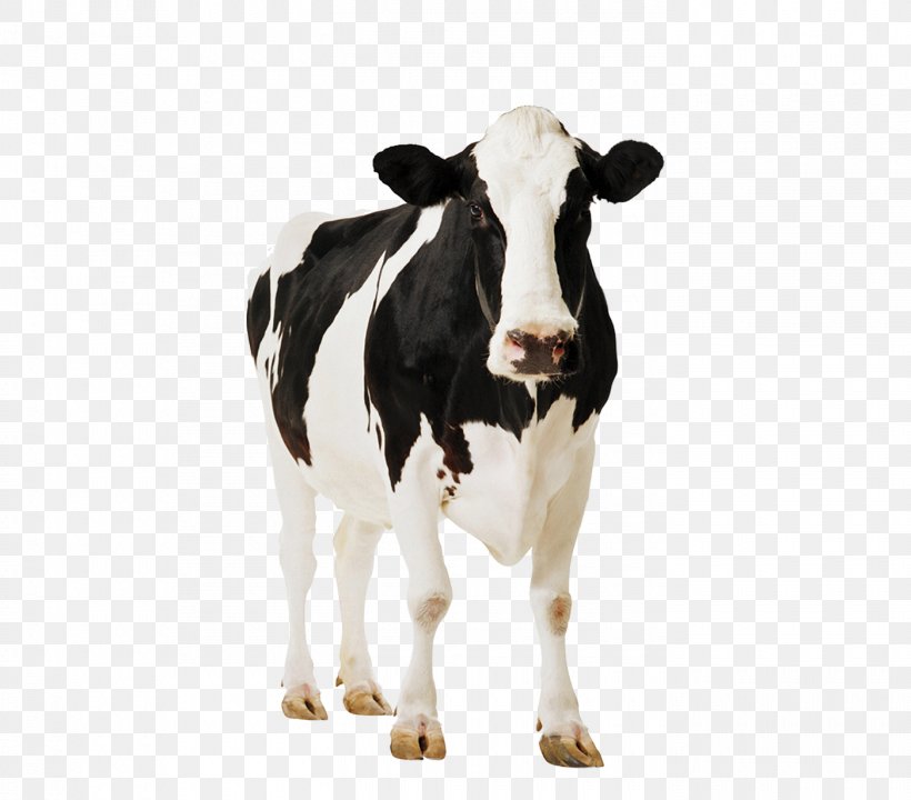 Holstein Friesian Cattle Milk Dairy Cattle Dairy Farming Livestock, PNG, 1400x1230px, Holstein Friesian Cattle, Calf, Cardboard, Cattle, Cattle Like Mammal Download Free
