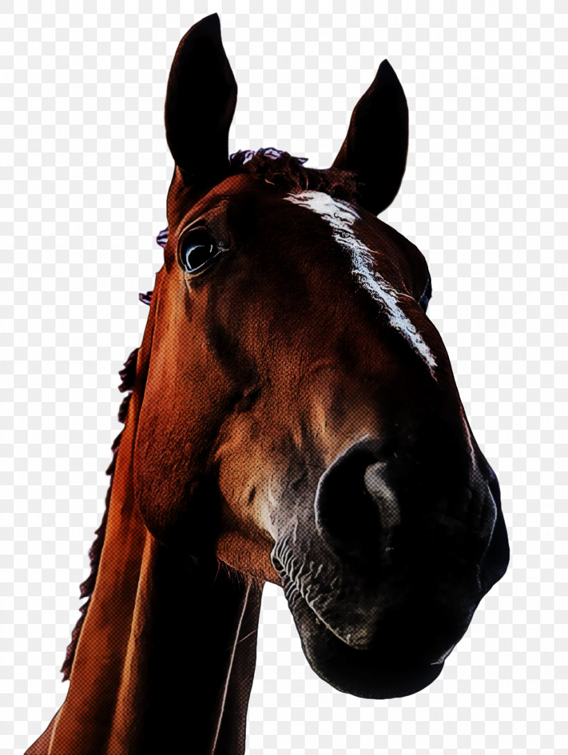 Mustang Stallion Halter Mane Horse Harness, PNG, 963x1280px, Mustang, Bridle, Halter, Horse, Horse Harness Download Free