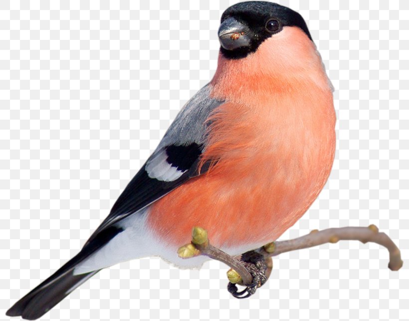 Bird Beak Finch Songbird Perching Bird, PNG, 800x644px, Bird, Beak, Finch, Perching Bird, Songbird Download Free