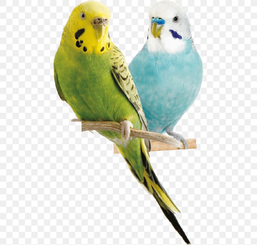Budgerigar Parrot Bird Cockatiel Parakeet, PNG, 480x782px, Budgerigar, Beak, Bird, Bird Food, Bird Houses Download Free