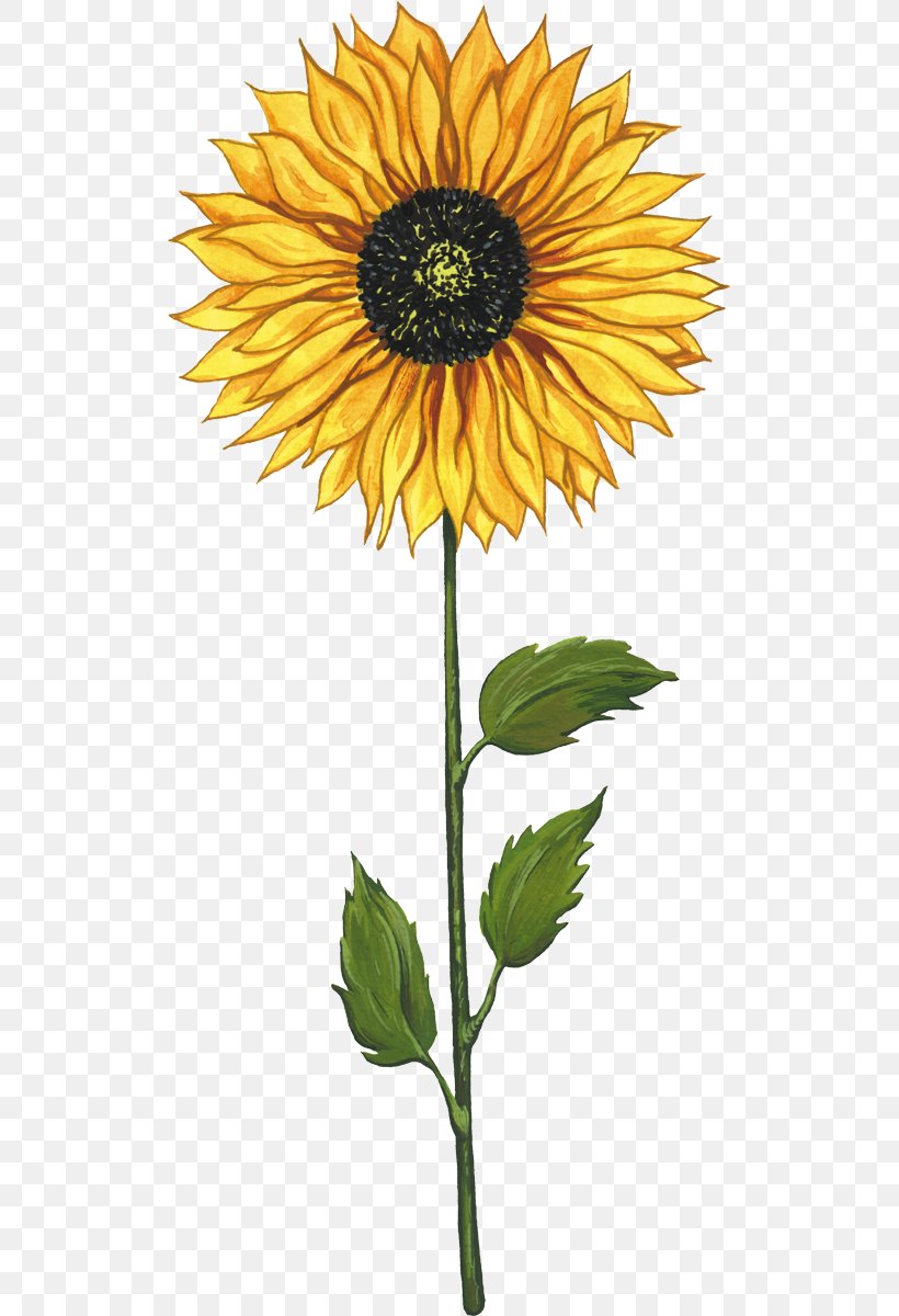Common Sunflower Sunflower Seed Cartoon Clip Art, PNG, 513x1200px, Common Sunflower, Annual Plant, Asterales, Cartoon, Daisy Family Download Free