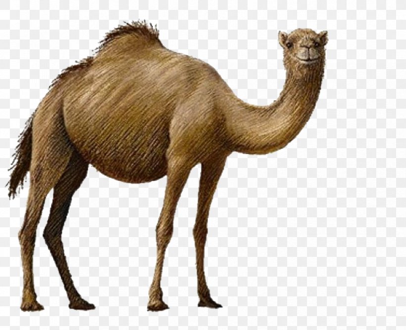 Bactrian Camel Clip Art, PNG, 828x675px, Camel, Arabian Camel, Camel Like Mammal, Cartoon, Livestock Download Free