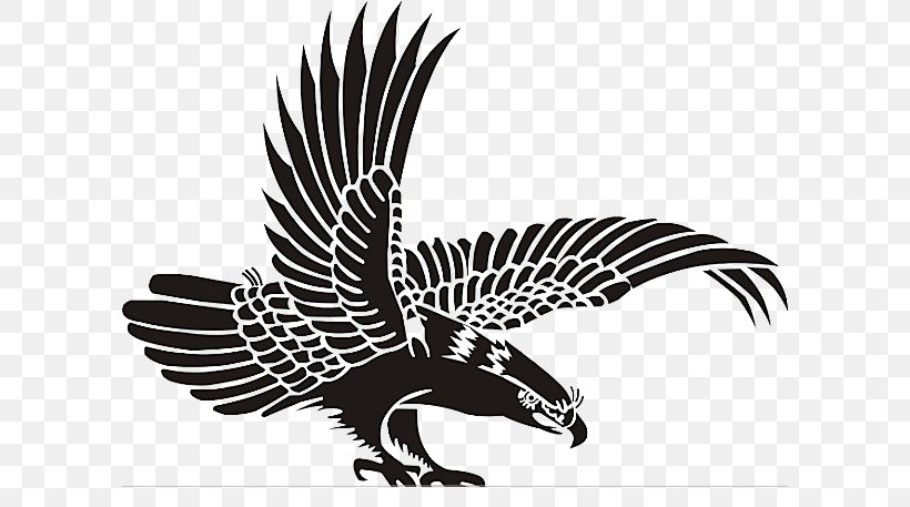 Bird Eagle, PNG, 600x457px, Bird, Aile, Beak, Bird Of Prey, Black And White Download Free