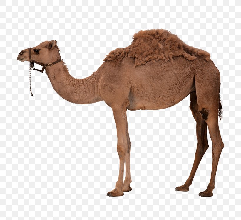 Dromedary Bactrian Camel, PNG, 750x750px, Dromedary, Arabian Camel, Bactrian Camel, Camel, Camel Like Mammal Download Free