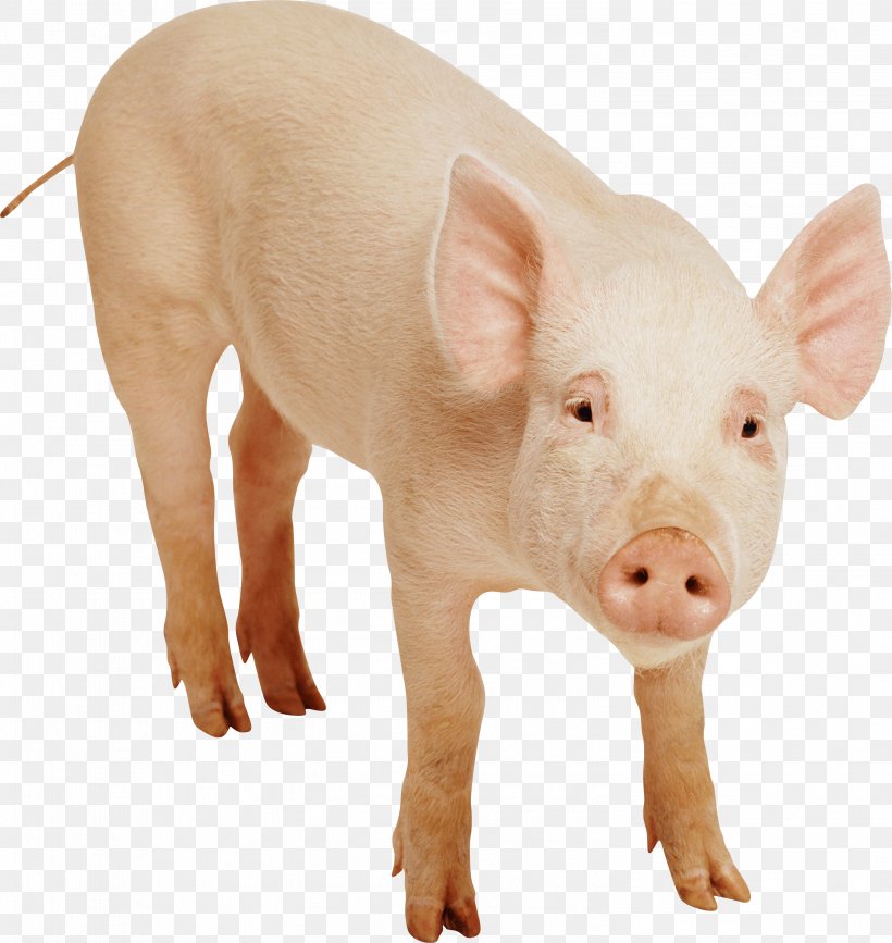 Domestic Pig Clip Art, PNG, 2996x3168px, Wild Boar, Domestic Pig, Hogs And Pigs, Livestock, Photography Download Free