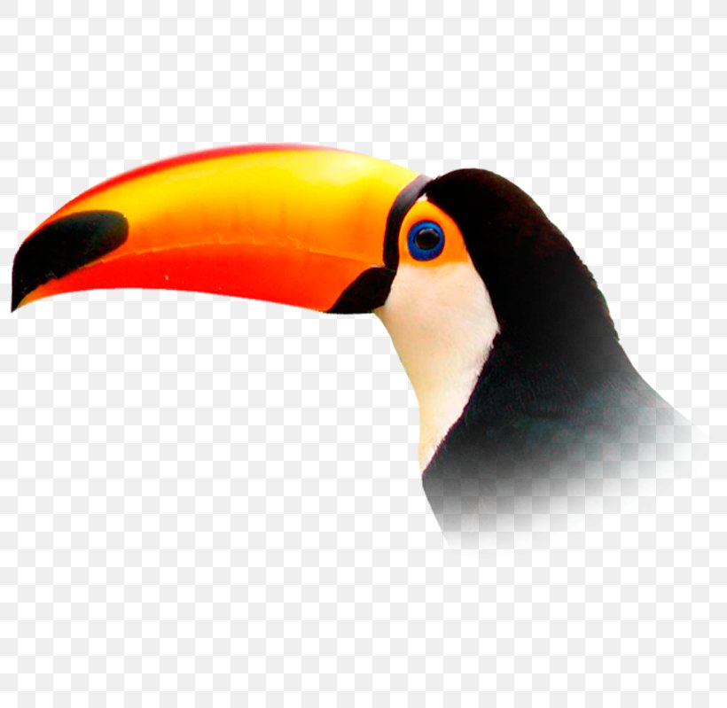 Flight Toucan Bird Vuela Travel, PNG, 799x799px, Flight, Beak, Bird, Location, Market Download Free