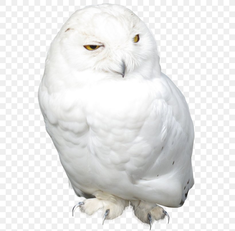 Snowy Owl Bird Clip Art, PNG, 560x806px, Owl, Beak, Bird, Bird Of Prey, Fauna Download Free