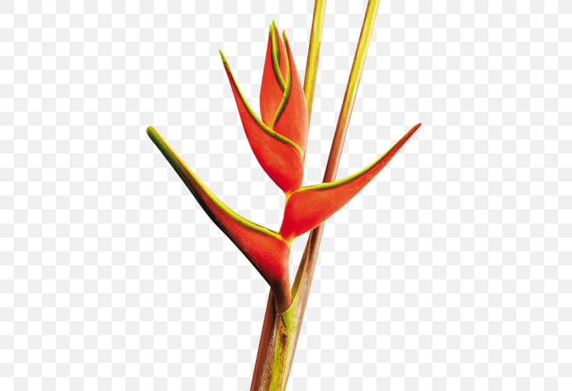 Bird Of Paradise, PNG, 560x560px, Heliconia Wagneriana, Bird Of Paradise, Bird Of Paradise Flower, Birdofparadise Plants, Bud Download Free