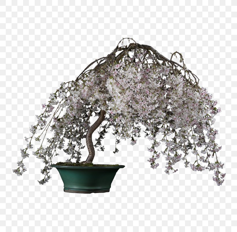 Bonsai Product Tree, PNG, 800x800px, Bonsai, Houseplant, Plant, Tree Download Free