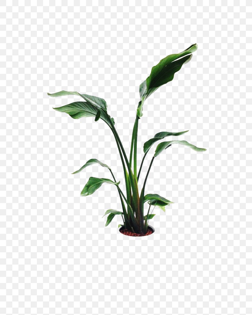 Leaf Flowerpot Plant Stem, PNG, 768x1024px, Leaf, Aquarium Decor, Flower, Flowerpot, Grass Download Free