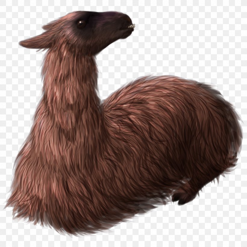 Llama Fur Terrestrial Animal Snout, PNG, 895x895px, Llama, Animal, Camel Like Mammal, Fauna, Fur Download Free