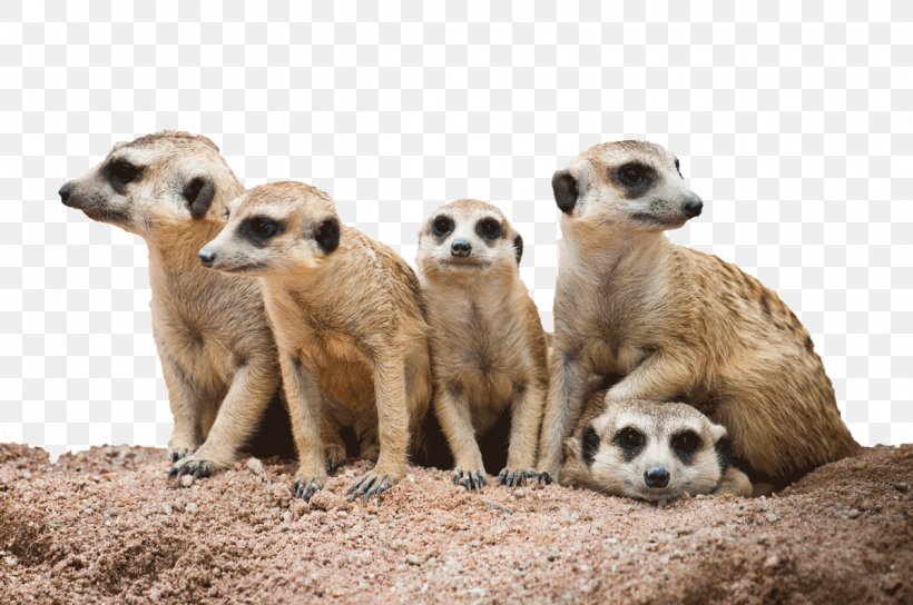 Meerkat Stock Photography Image Kalahari Desert Shutterstock, PNG, 1200x797px, Meerkat, Adaptation, Carnivore, Compact Disc, Depositphotos Download Free