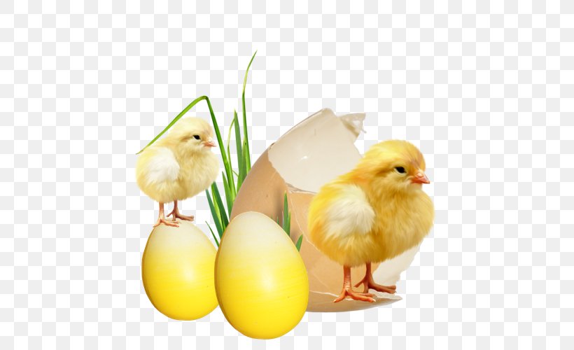 Chicken Egg Kifaranga Burrito Easter, PNG, 500x500px, Chicken, Beak, Bird, Burrito, Chicken As Food Download Free