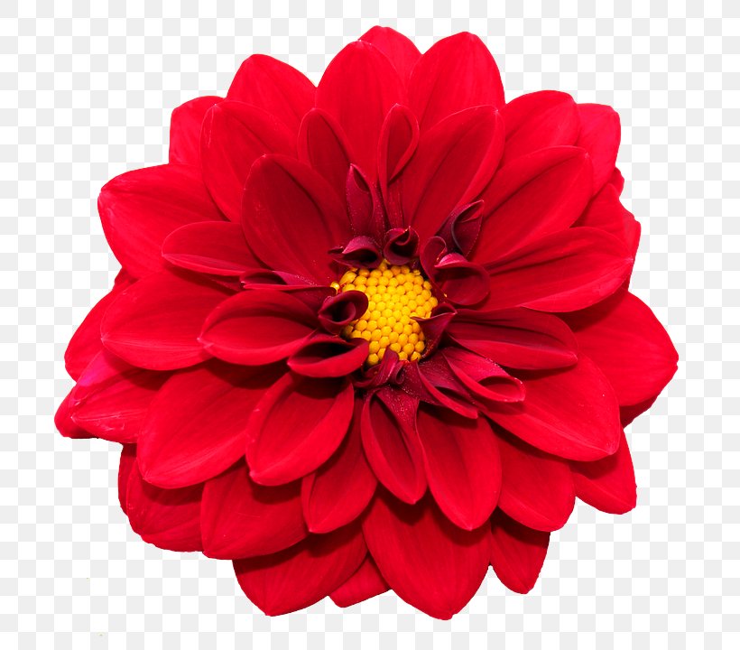 Flower Flowering Plant Petal Red Plant, PNG, 720x720px, Flower, Cut Flowers, Dahlia, Flowering Plant, Gerbera Download Free